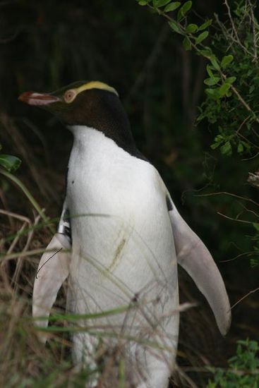 Yellow-eyed Pinguin im Busch