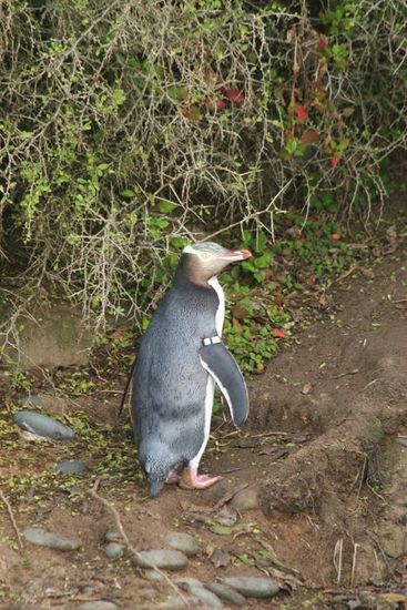 Yellow-eyed Pinguin am Strand