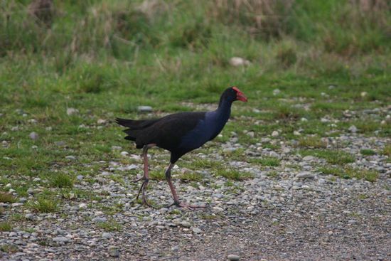 Pukeko