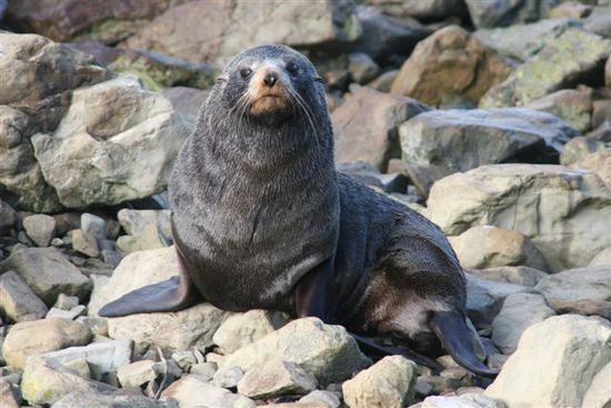 Seelöwe
