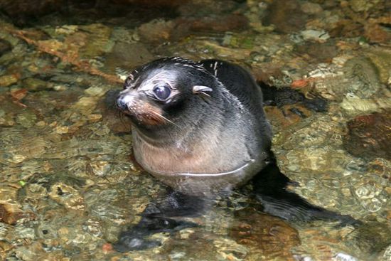 Seal pup im Wasserfallbasin
