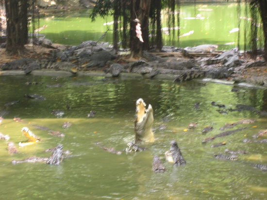 Sriracha Tigerzoo. Fütterung der Krokodile. Für 50 Baht konnte man sich ein (totes) Huhn kaufen, welches man dann an einer Leine zu den Tieren runterliess. Ziel war es, möglichst lange das Fleisch am Hacken zu haben, ohne dass es geschnappt wurde...