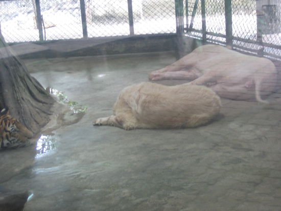 Tiger, Hund und Schwein in einem Käfig... Ok, für Europäische Verhältnisse ziehmlich daneben...