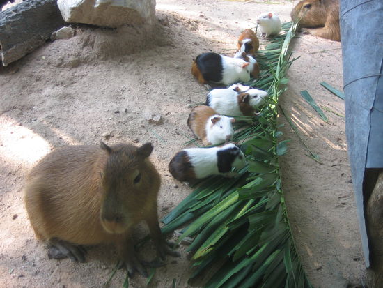 Riesenmeerschwein.... Die Kleinen sind so gross, wie wir sie hier auch kennen.