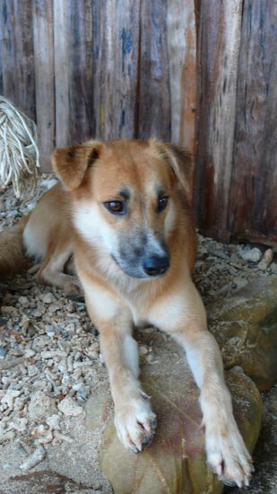 Wer mag sich noch an meinen kleinen Liebling vom letzten Jahr errinnern? "Let it be" war sein Name und ein kleiner Welpe.... Ok, auch er ist gewachsen und immer noch mein Liebling. Seine Begruessung war sehr ueberschwenglich und Mot ist der Meinung, dass er mich wieder erkannt hat. 
Dieses Mal hat es nur zwei kleine Welpen, die aber auch wieder zuckersuess sind...