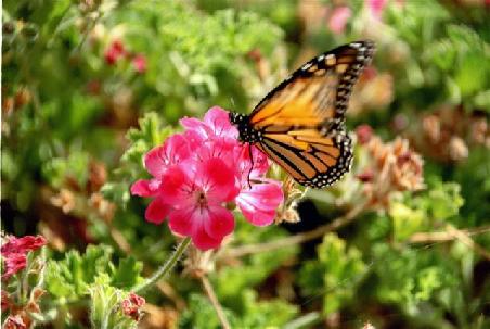 Butterfly.