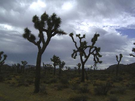 Joshua Tree National Park.