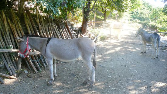 Vanille mit struppigem Kollegen