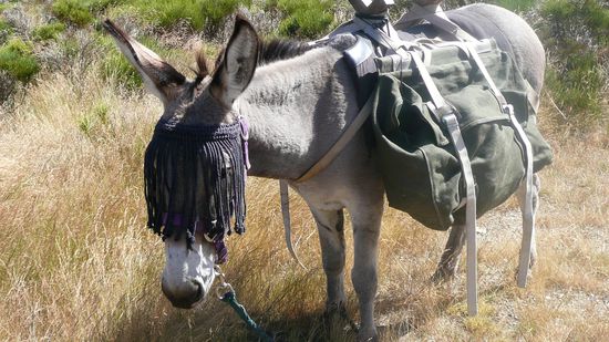 Vanille mit Kopfschmuck zur Abwehr lästiger Fliegen an den Augen