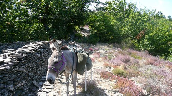 Ganz hinten erkennt man noch den Weg, der nur aus wackligen Steinen besteht