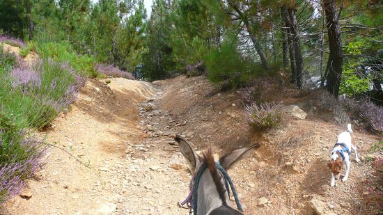Tja, von "Wanderweg" kann da ja wohl keine Rede sein...