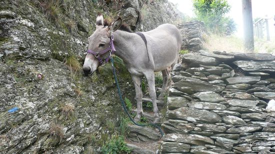"Stufen mag ich ja nun eigentlich nicht so sehr, aber OK, schnell noch ein bißchen Gras, dann komm ich..."