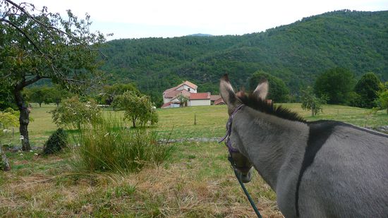 "Da müssen doch noch Äpfel dran sein..."