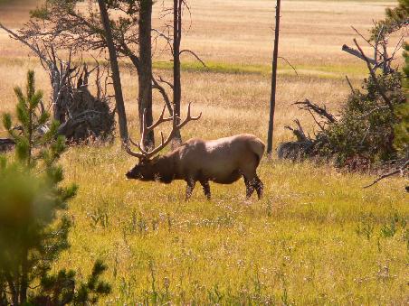 Yellowstone N.P.