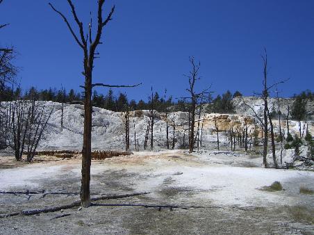 Yellowstone N.P.