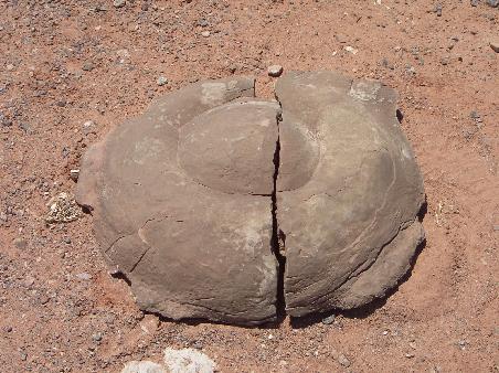 Ein versteinertes Dino-Ei. Oder vielleicht doch nur eine Schildkröte?