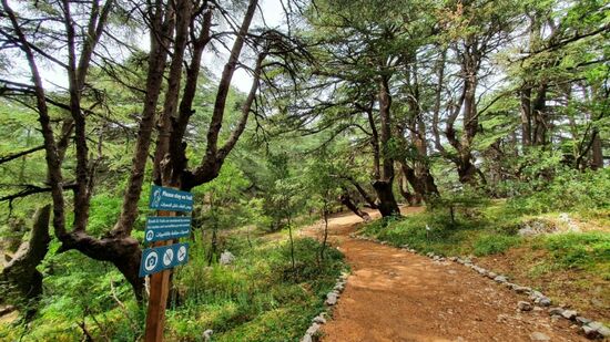 Barouk Cedar Forest. Sehr ordentliche Wanderwege.