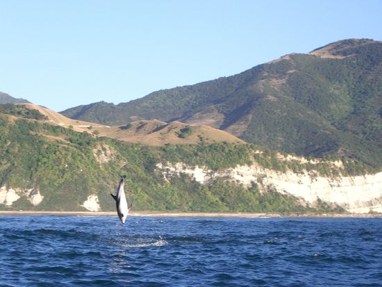 So etwas sah man alle 2 Minuten!Super aktiv!