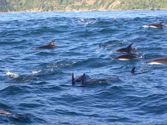 Leider konnte ich nicht ganz so viele Fotos machen von den Delfinen da ich nachher etwas seekrank geworden war.