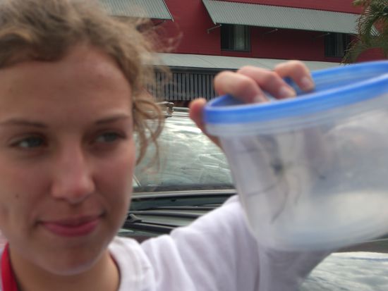 Unsere erste Riesenspinne aus unserem Auto