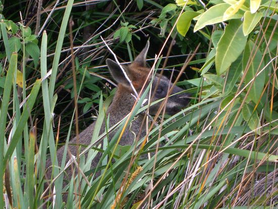 Das erste Kaenguruh aus der Naehe