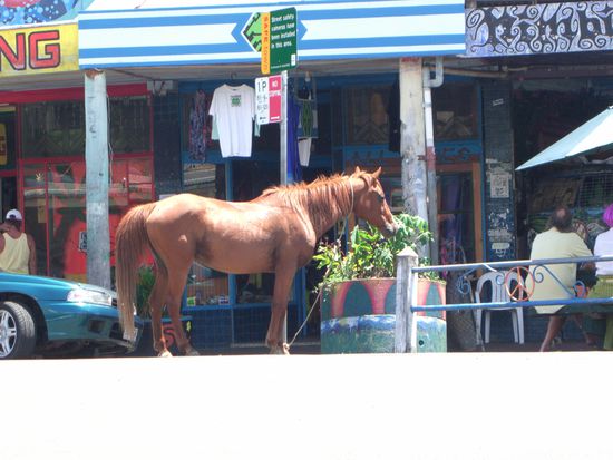 Das ist dann das Fortbewegungsmittel in Nimbin um Einkaufen zu gehen. So spart man Parkgebuehren!