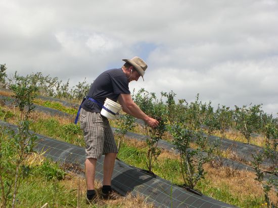 David beim Blueberry picken! Zum Glueck haben wir das jetzt hinter uns!