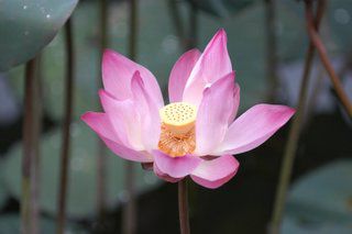 Botanischer Garten Singapur