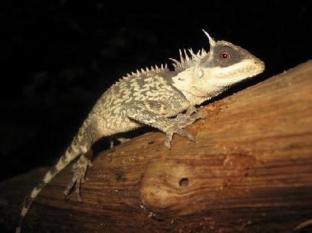 Thailaendisches "Cameleon"