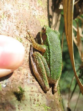 Dschungelfrosch