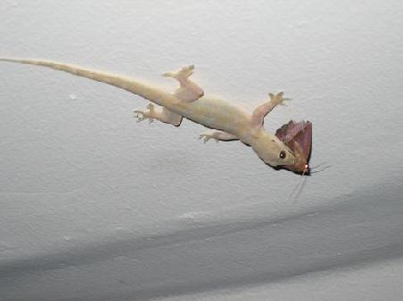 Ein Gecko mit Beute an der Decke auf dem Balkon vom Bungalow.