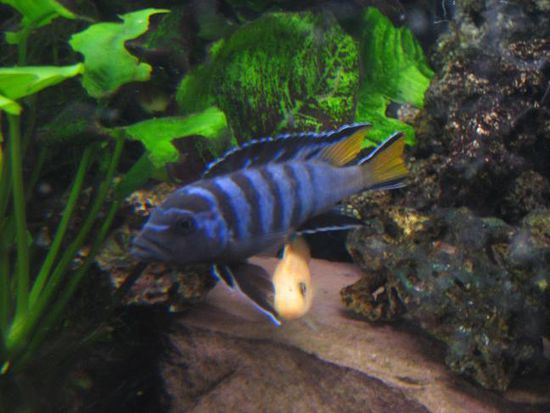 Pseudotropeus Elongatus