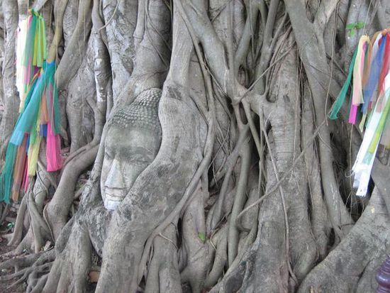 der berühmte buddhakopf