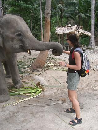 ein Elefant... Babsi wird schon noch einen reiten koennen...