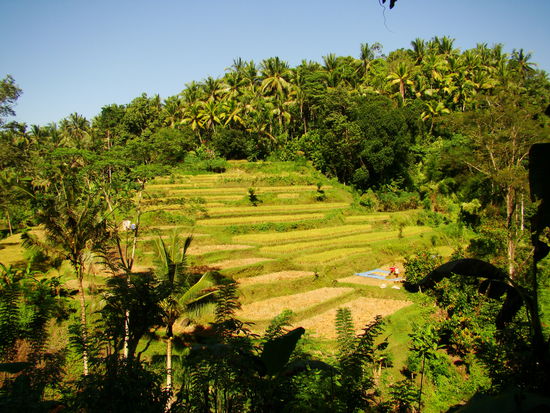 Reisterassen auf der Wanderung durch das Flusstal in Ubud
