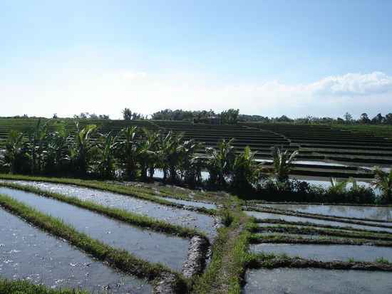 Reisfelder bei Seminyak