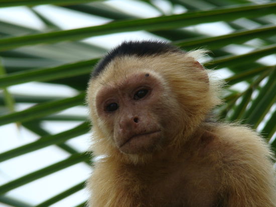 Besagter Affe aus dem Nationalpark Cahuita im Süden der Karibikküste in Costa Rica