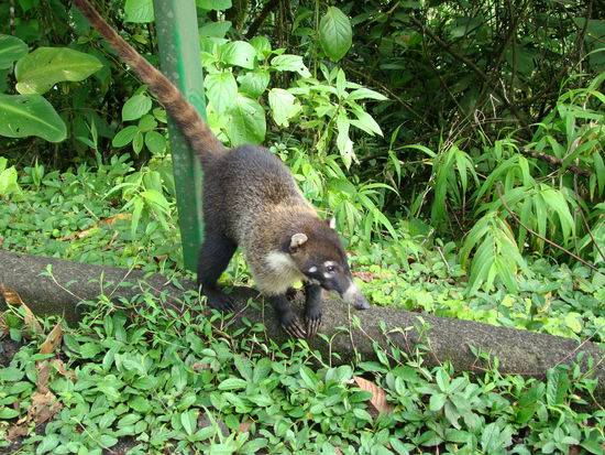 Unser Kumpel von der Strasse