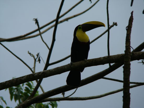 Tucan, direkt in unserem Garten von unserem Hotel in der Volcano Lodge