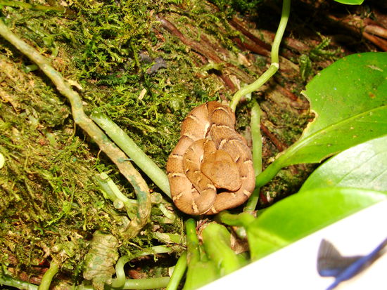 Giftige Schlange bei der Wanderung Hanging Bridges in Monteverde