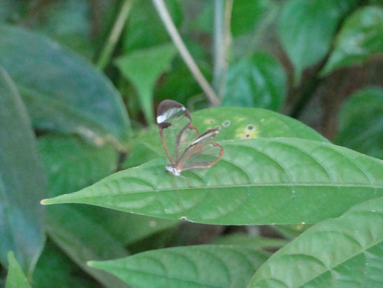 Glas Butterfly in Monteverde