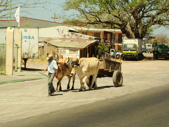 Ochsenkarrengespann auf der Panamericana