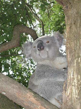 und noch 'n koala