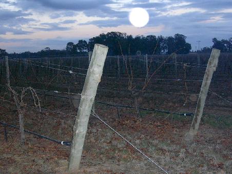 das weingut, bessere bilder folgen, batterie war alle...