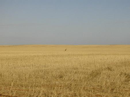 Wenn man ganz genau hinsieht, erkennt man einen EMU, der auf der Wiese steht...