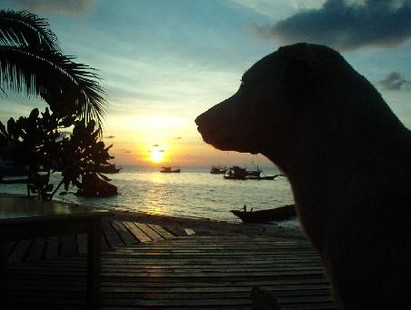 Tauchbasis Ko Tao mit Tauchhund