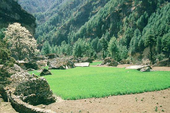 Es grünt so Grün...