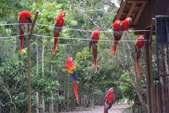Diese Papageien haben uns am Eingang zu den Ruinen von Copan in Honduras empfangen.