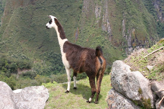 Alpaca beim Maccu Picchu