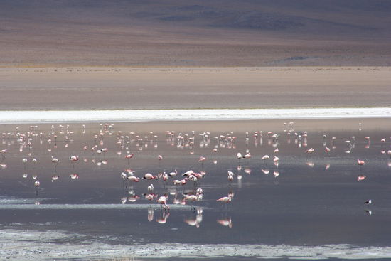 Hier eine der Lagunen mit den vielen Flamingos